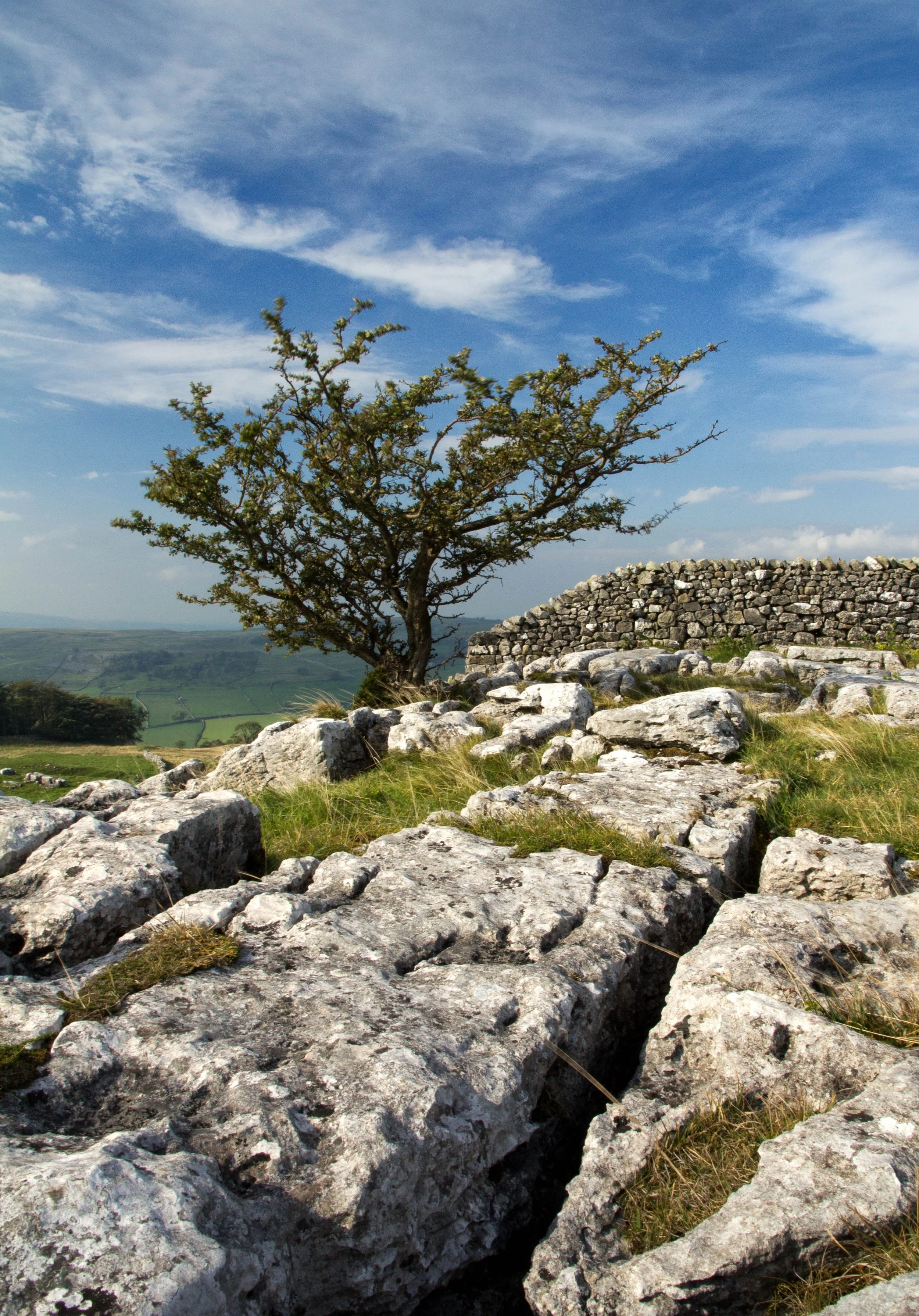 LYD014 - Hawthorn and Limestone Pavement.jpg