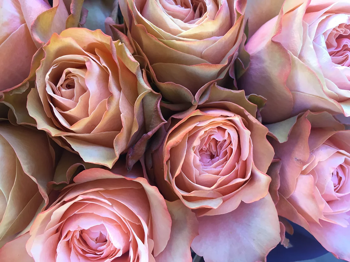 Velkommen til Bislett Blomster