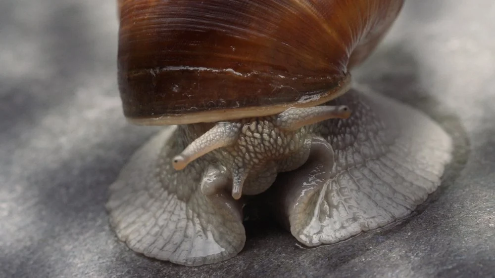 becoming-animal-2018-001-snail-closeup.jpg