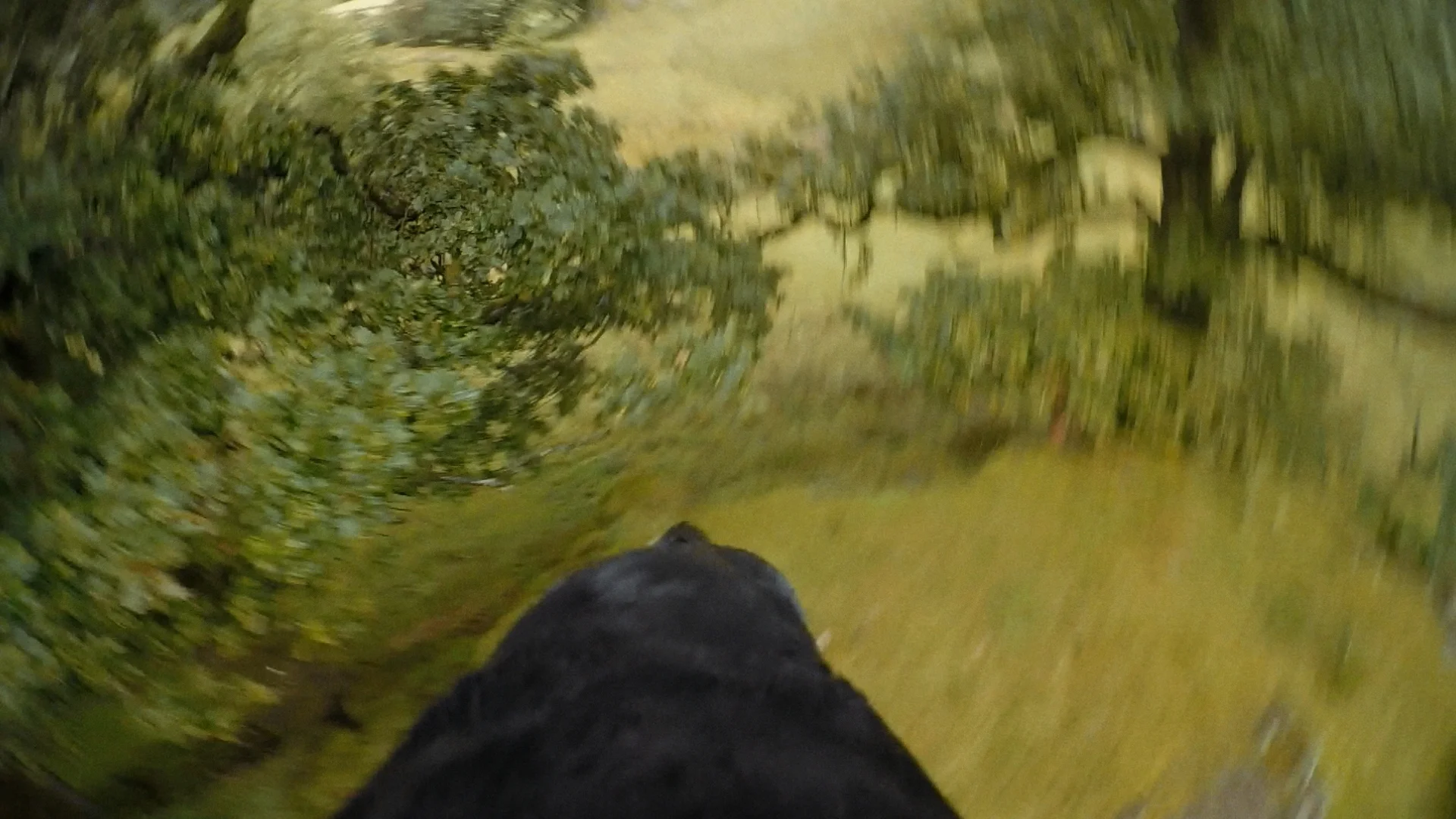 BecAnimal-B_1.1.11.jpg