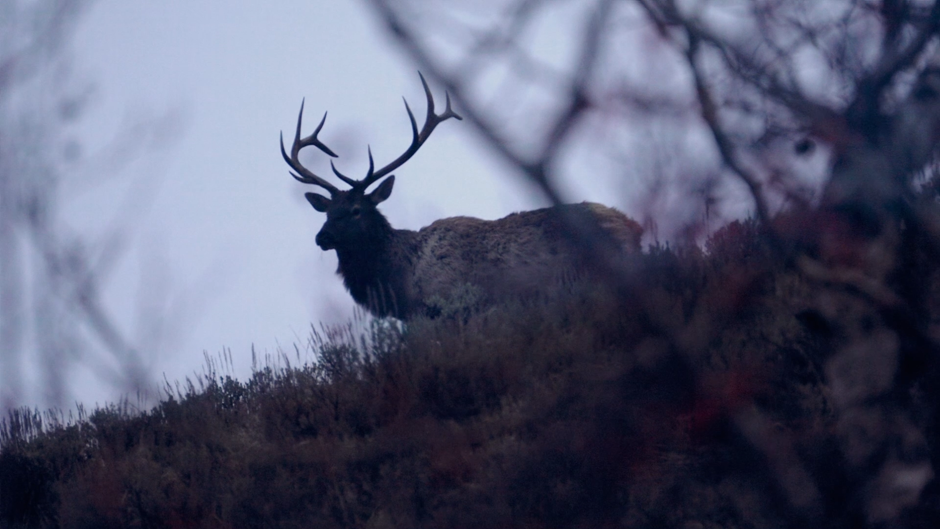 109765 Deer.png