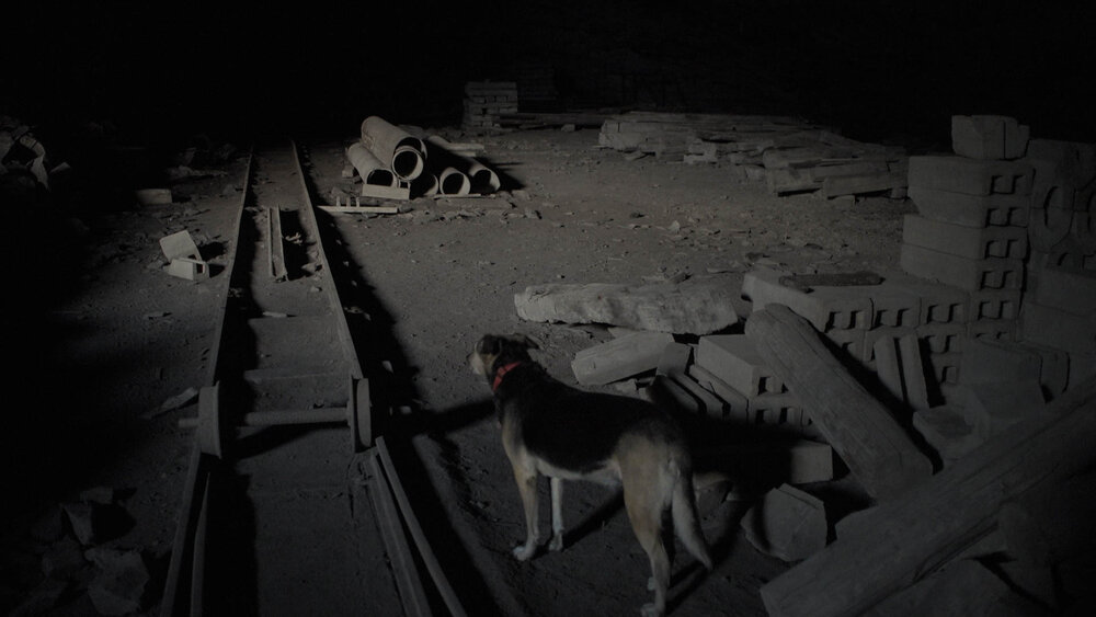 01_Cave dog on the tracks - GGR.jpg