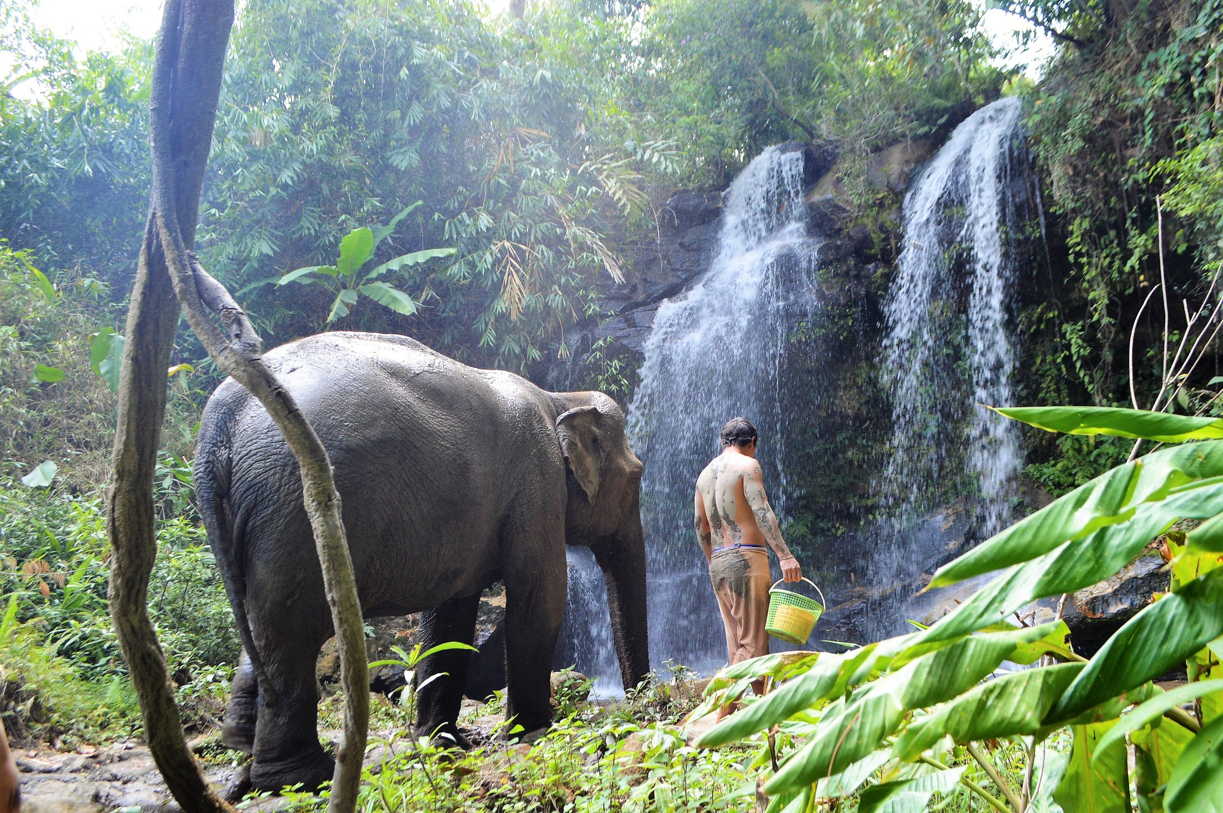 Chiangmai Elephant Land 1.jpg