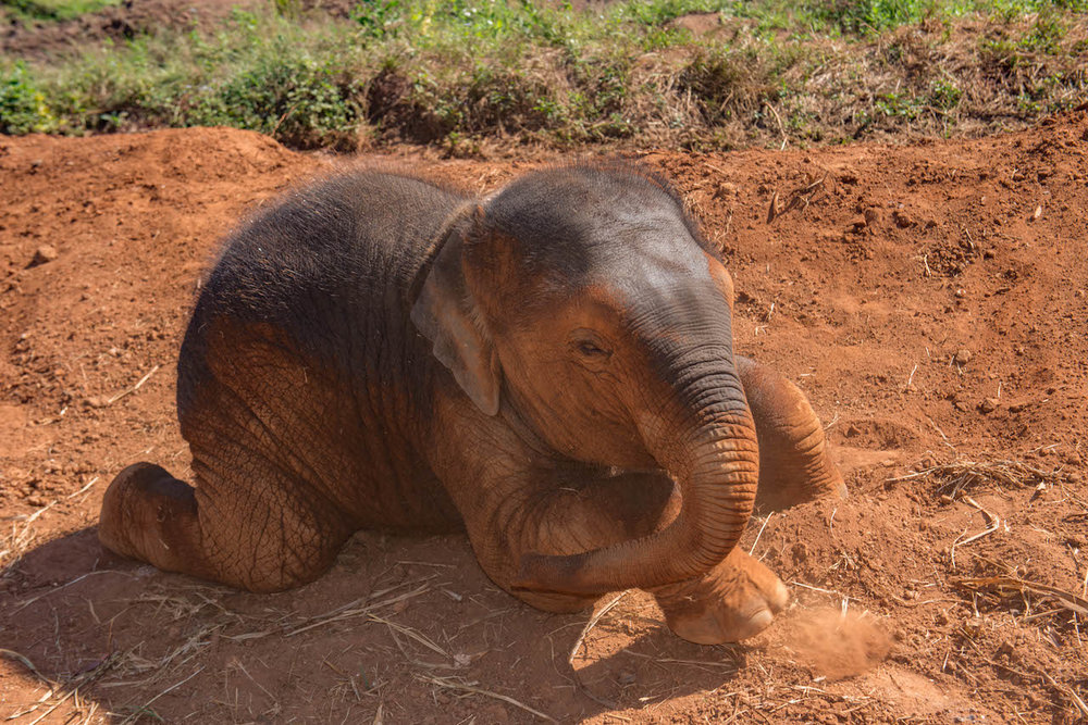 Happy Elephant Home2.jpg