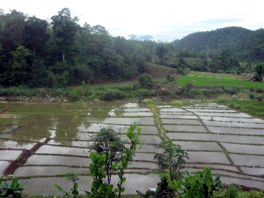 Rice paddies on the way to Pai.jpg