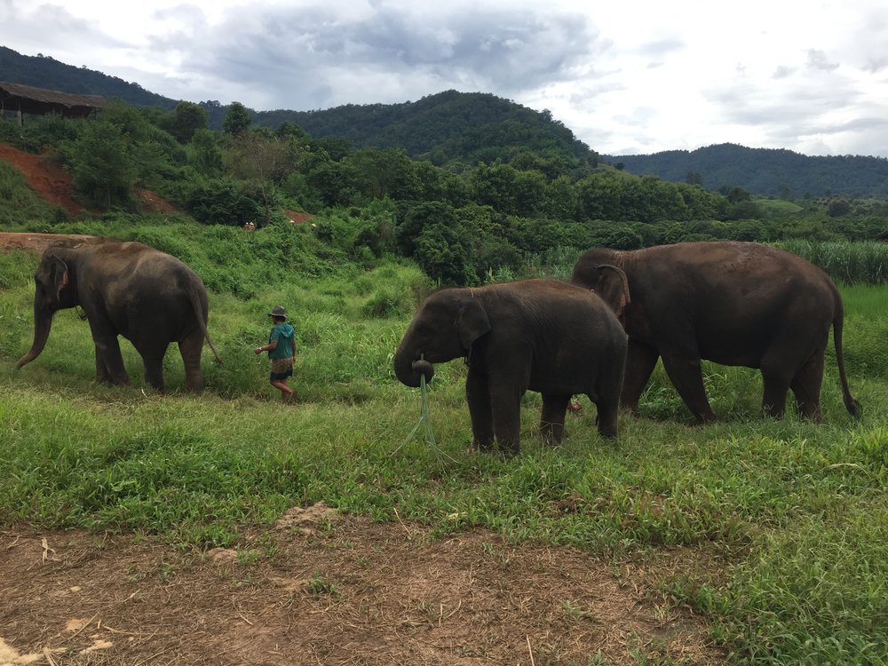 Elephants at Happy Elephant Home enjoying the green vegetation.JPG