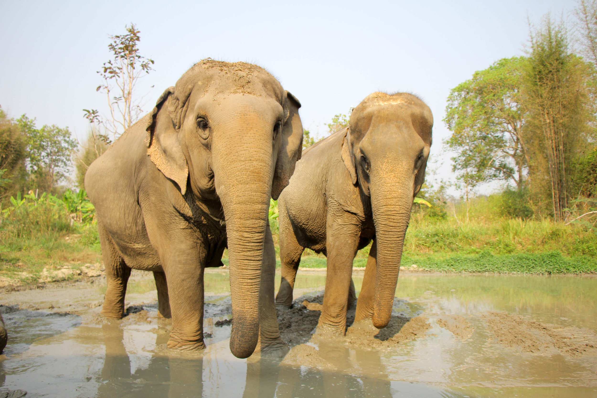Maerim Elephant Sanctuary.jpg