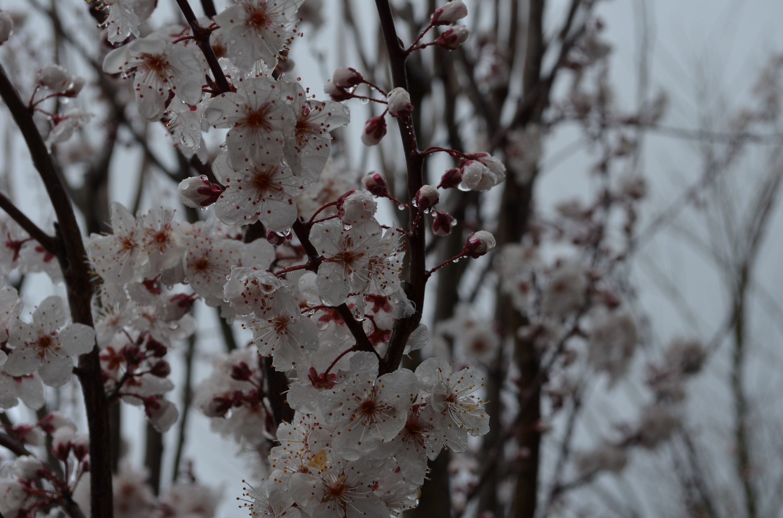 Carrie Deverson Interiors_Adelaide Hills_Prunus Blossom_Adelaide Interior Designer