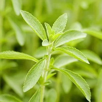 STEVIA