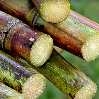 CANE SUGAR