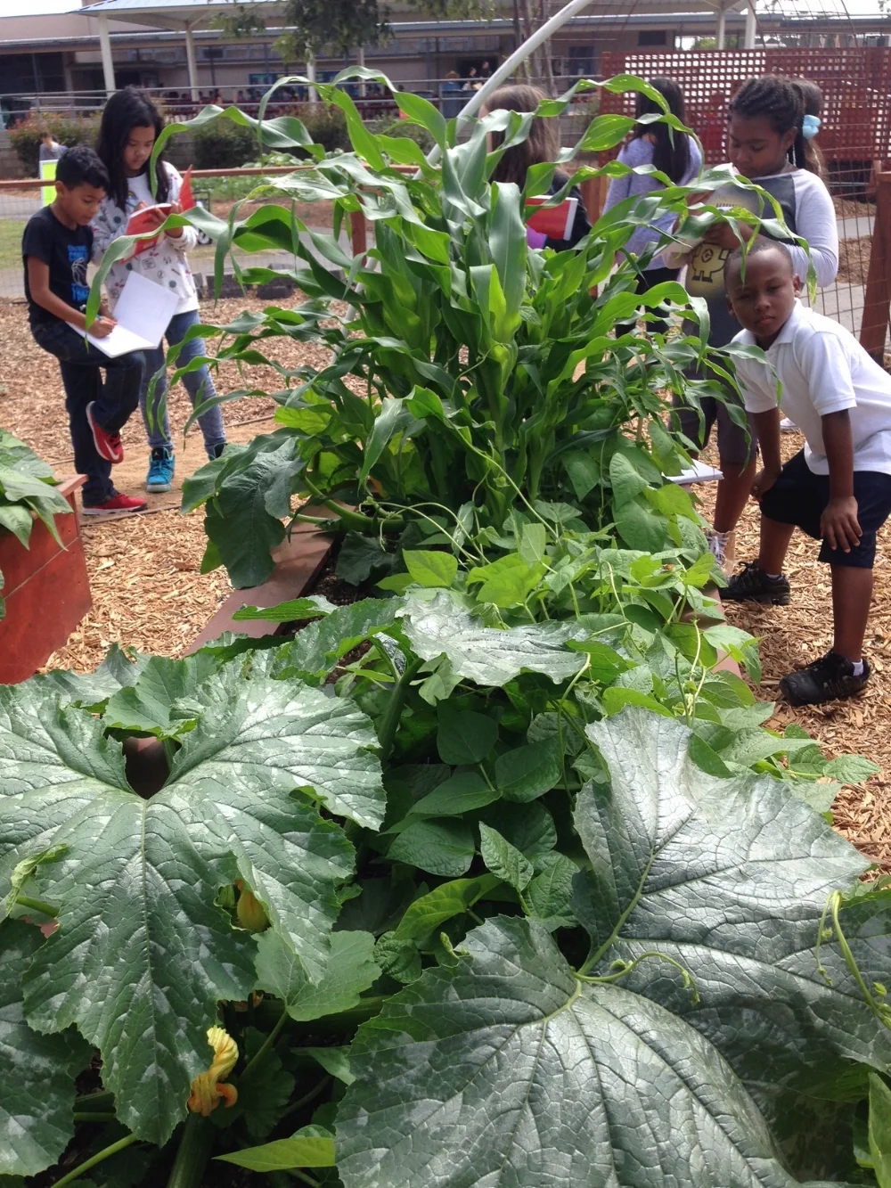 May Newsletter Good Neighbor Gardens