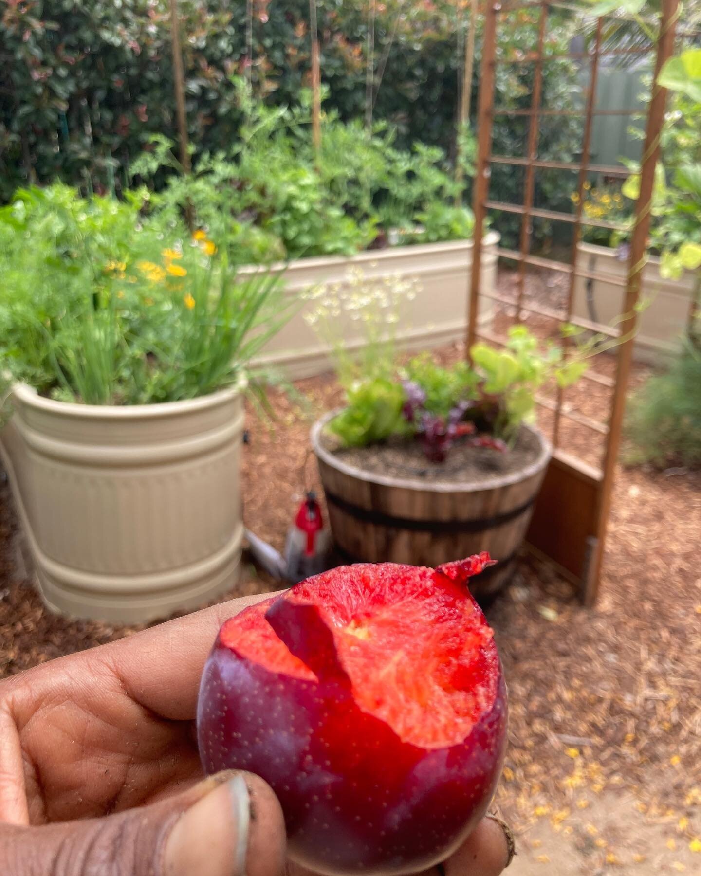 I love weaving dreams with folks in their yards, designing, cultivating, enjoying the goodness. #dirtylittlefingers #plumgoodness #growcoaching #neighborsfeedingneighbors #sandiegourbansharecrop