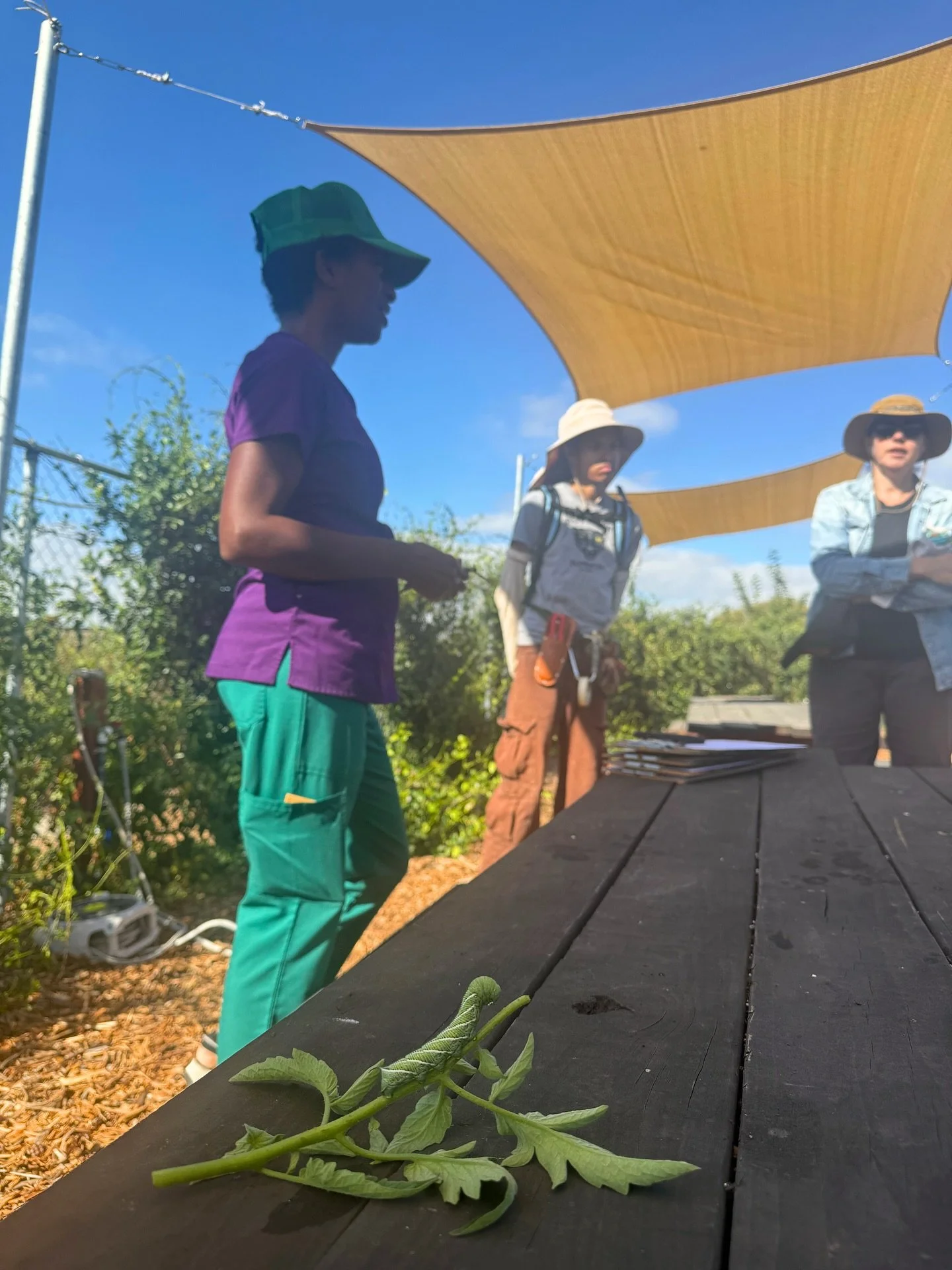 Look at who showed up to our garden maintenance lesson at @living42dayranch today&hellip;.🐛 #hornworm 

#0waste&nbsp;#urbanfarming&nbsp;#urbanfarm&nbsp;#sustainability&nbsp;#sandiego&nbsp;#sandiegofood&nbsp;#sandiegourbansharecrop&nbsp;#communitygar