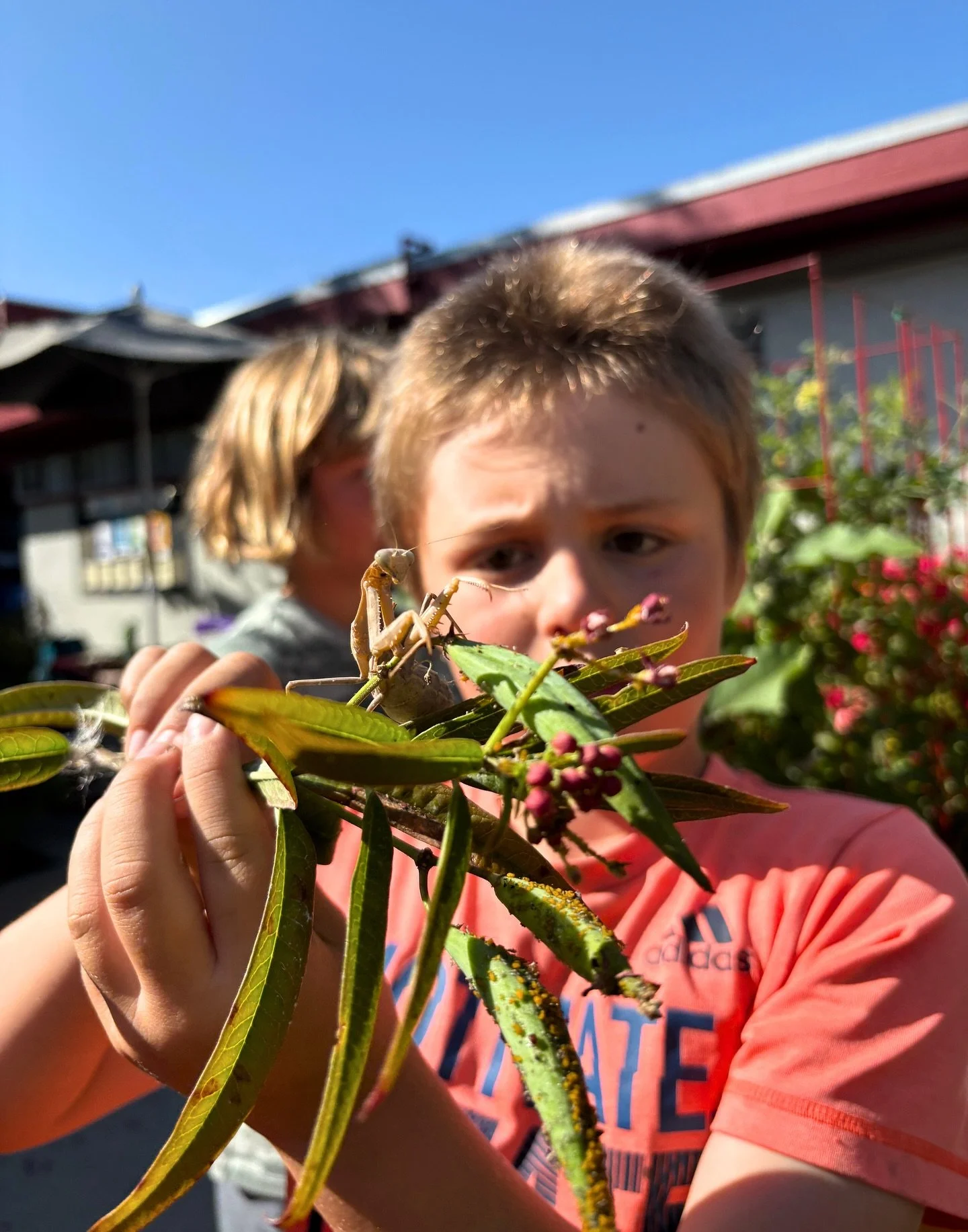 The school garden has been teaming with life these past few weeks and our garden club students are loving it! They have especially been fascinated by the 3+ praying mantises living in our garden beds. They love observing how these insects interact wi