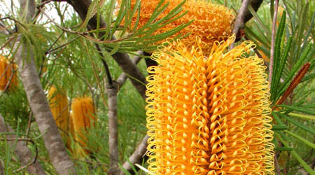 img-australia-yellowbanksia.jpg