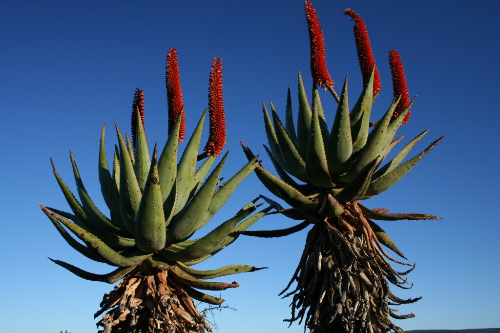 Aloe ferrox.jpg