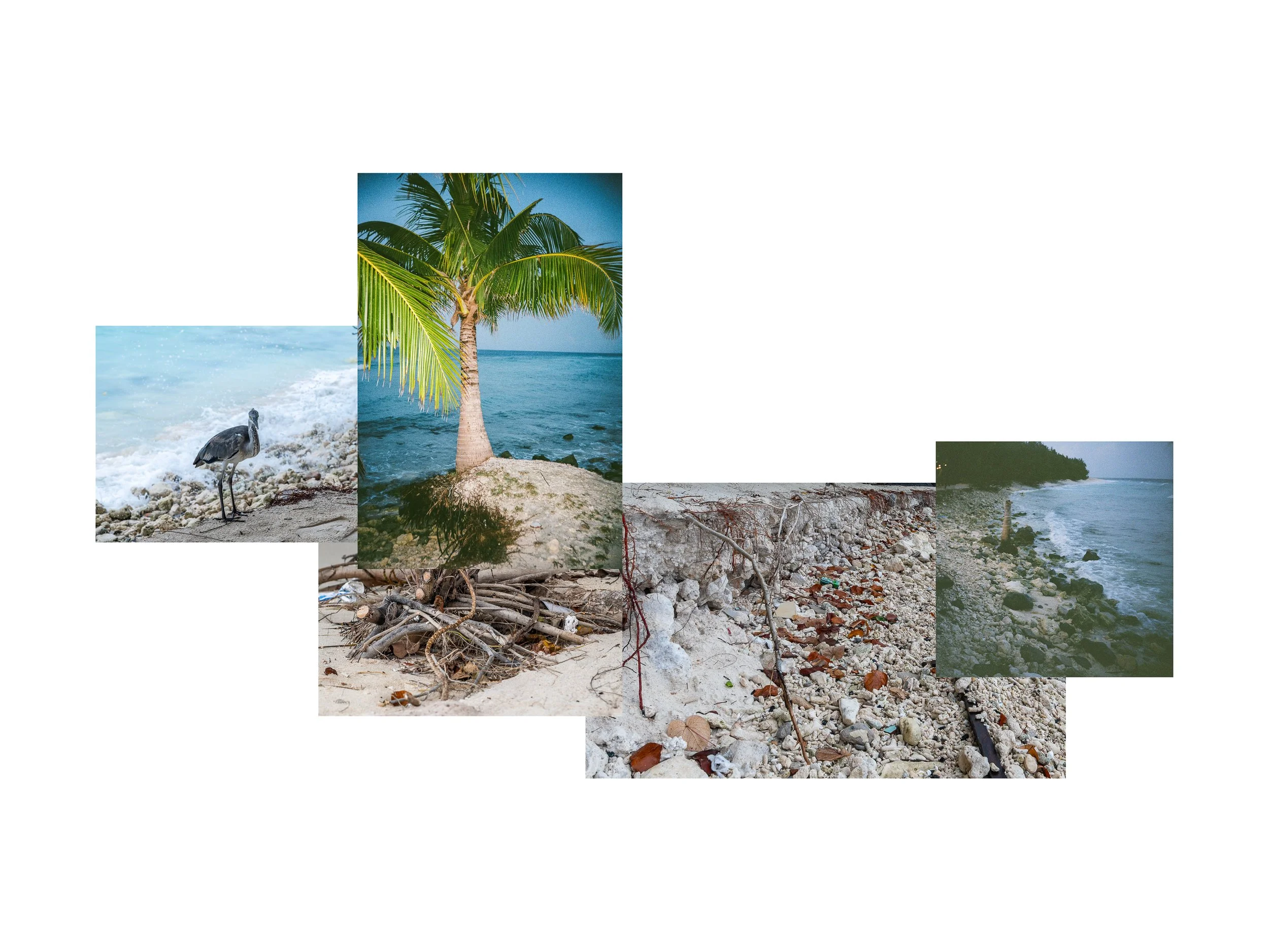A juvenile grey heron searches for food on an eroded beach, whilst trees struggle to keep their roots on the shoreline.