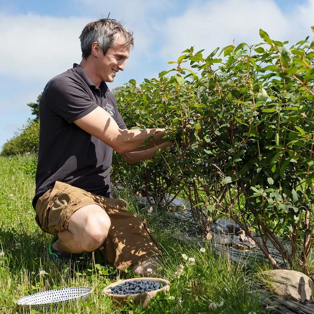 Scottish Honeyberry Growers