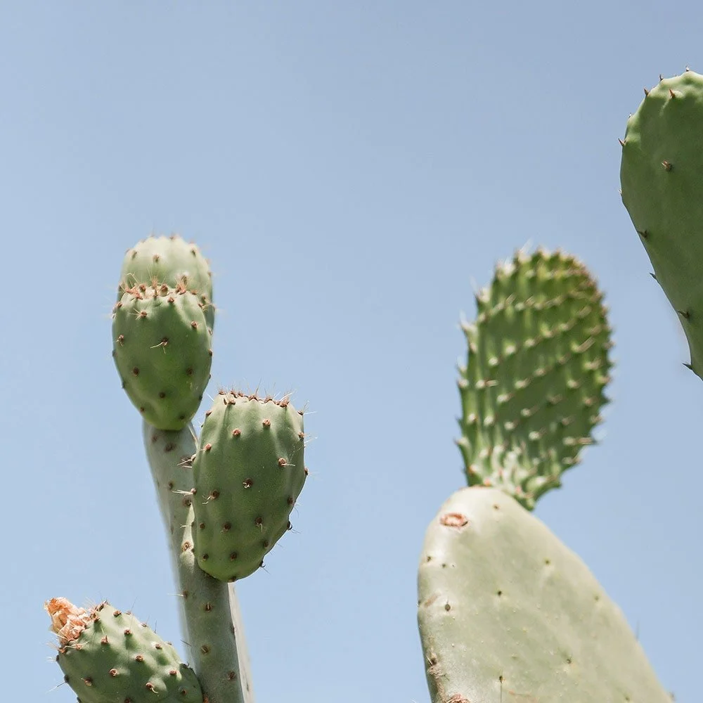 cactus 22