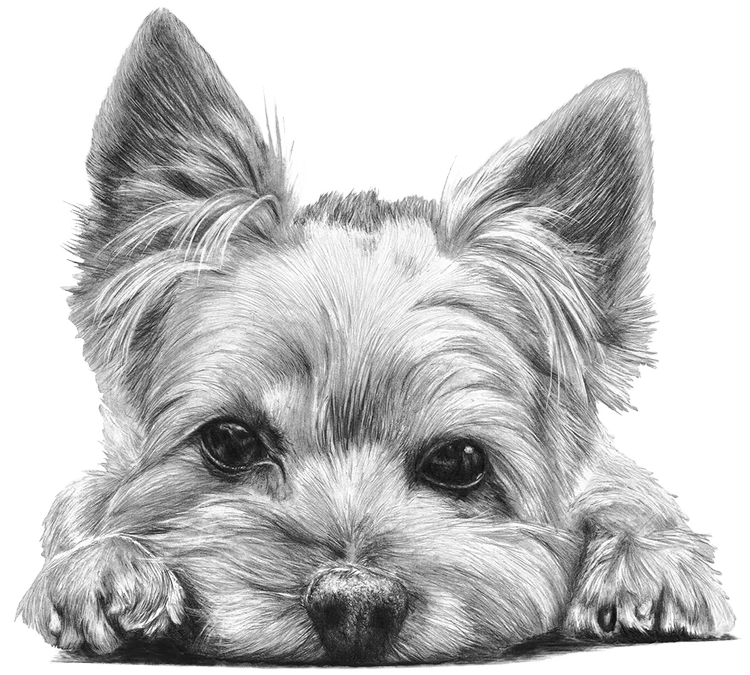 Yorkshire+Terrier.webp