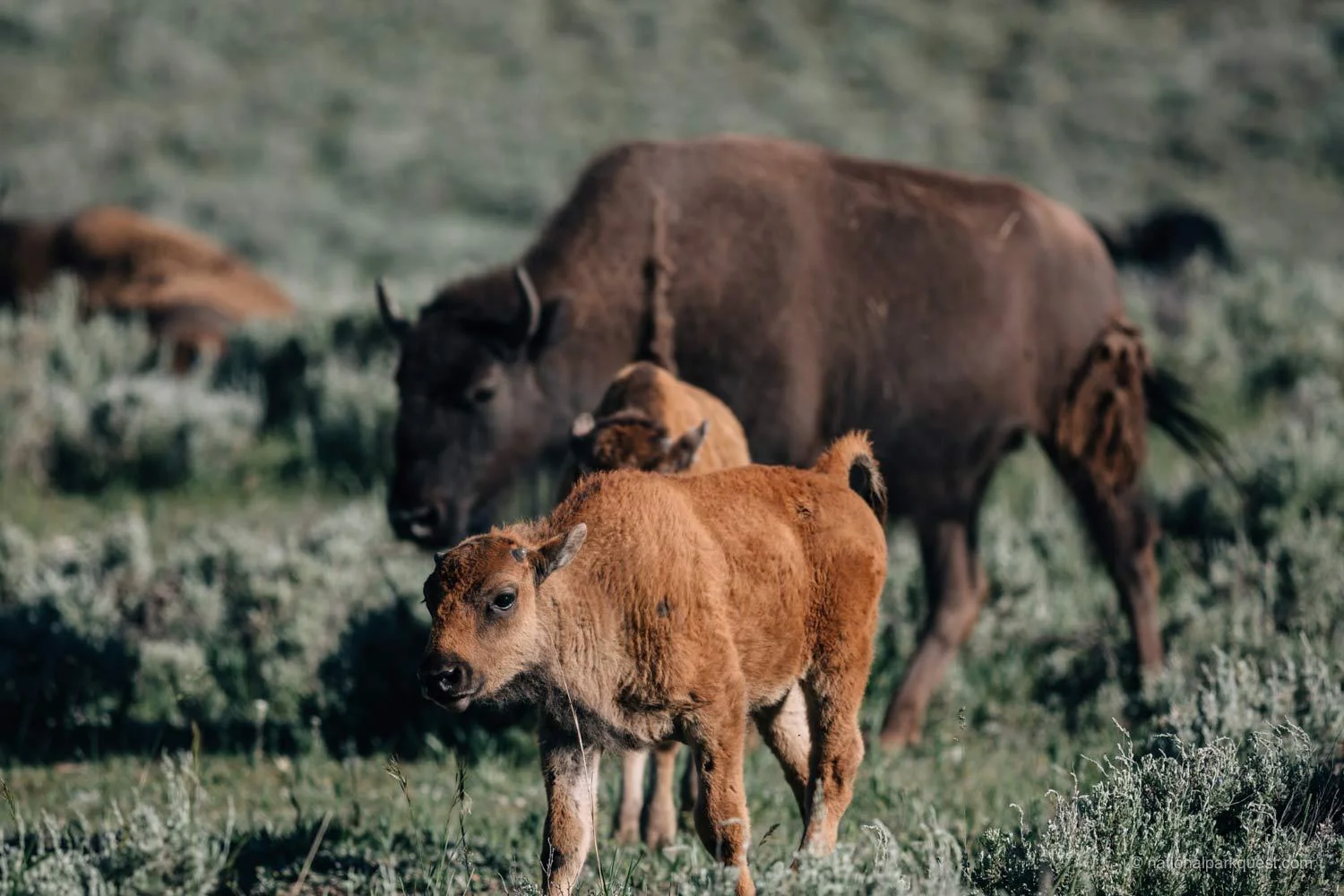 what_struck_me_yellowstone_bison_pair.jpg