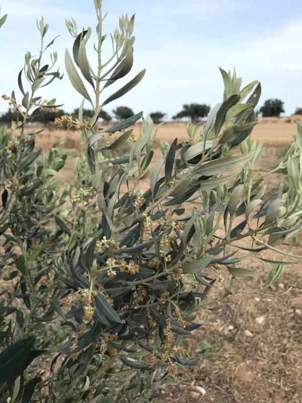 Garden_of_Cyprus_olive_tree.jpg