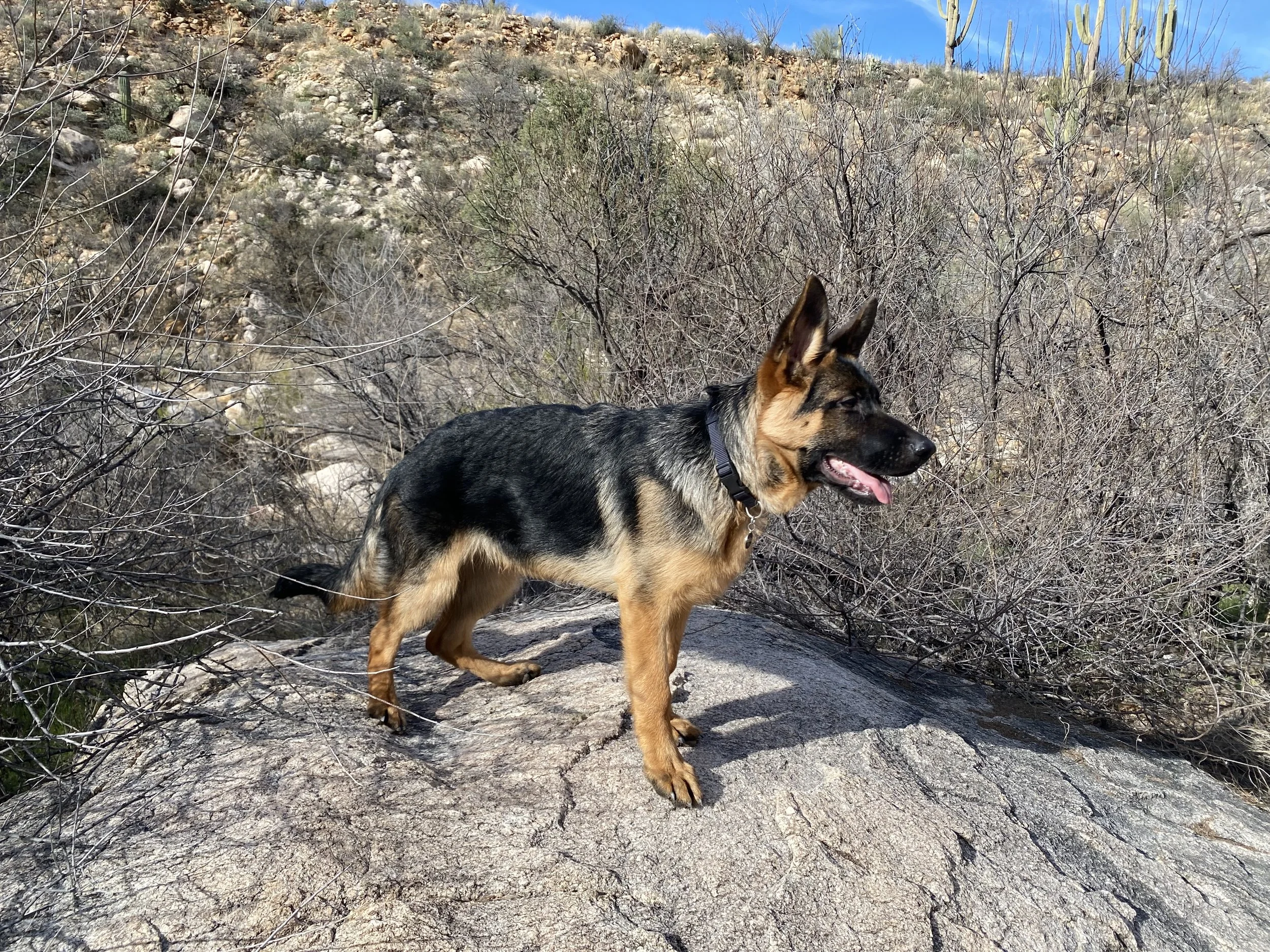 Gsd Rescue German Shepherd Near Me Discount Southwest Gsd