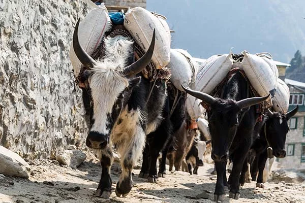 Yak in Nepal