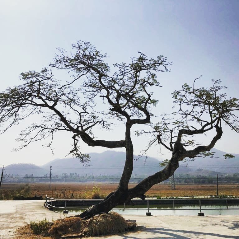 The story of the tree begins with a kind soul who planted seeds and nourished its growth with love, patience and work. The tree now protects our village in GuangZhou China.
&nbsp;
On sunny days, the tree provides shade, lives off laughter from playin