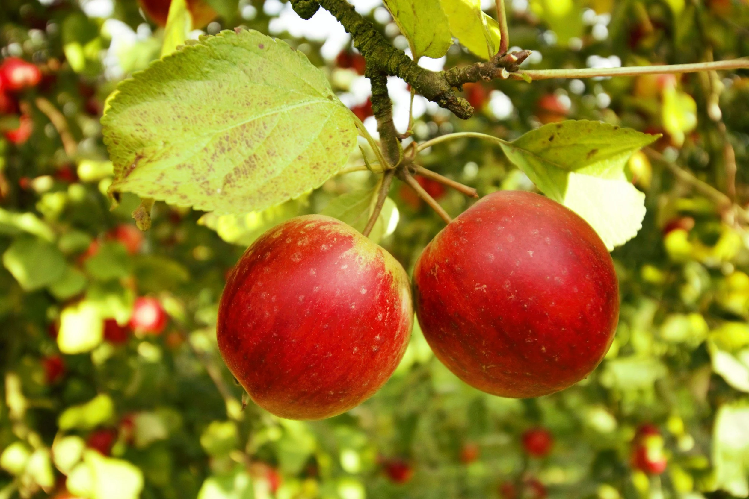 Jasper String Quartet with Havana Quartet [SPCM CMF]