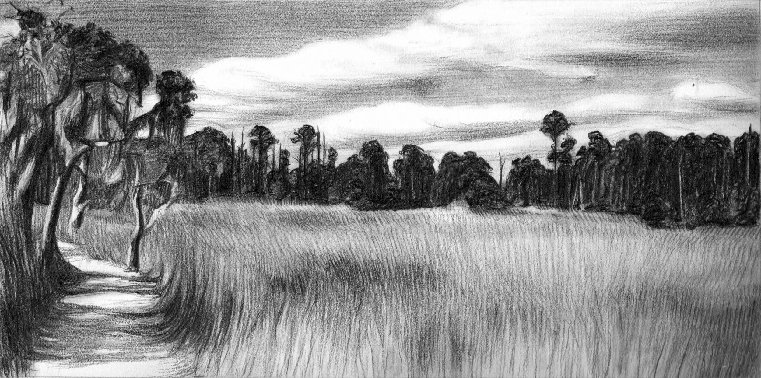 Skidaway Island, Longview, Savannah GA (12"x6") Graphite on Paper NFS