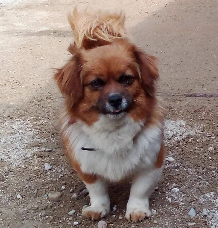HONEY f | 2 yrs | small I was abandoned at the shelter with my litter of puppies. We arrived scared and confused but quickly began to trust the Sava's team. I get on really well with cats and dogs and love human attention!