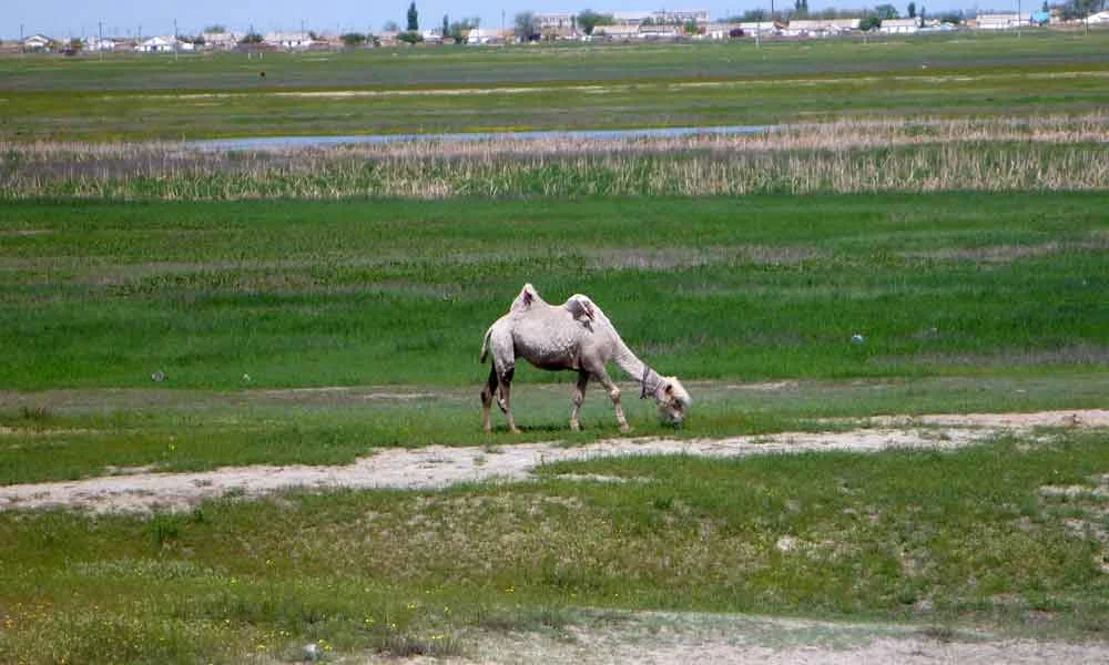 P1010260-First-Kazakhstan-C.jpg