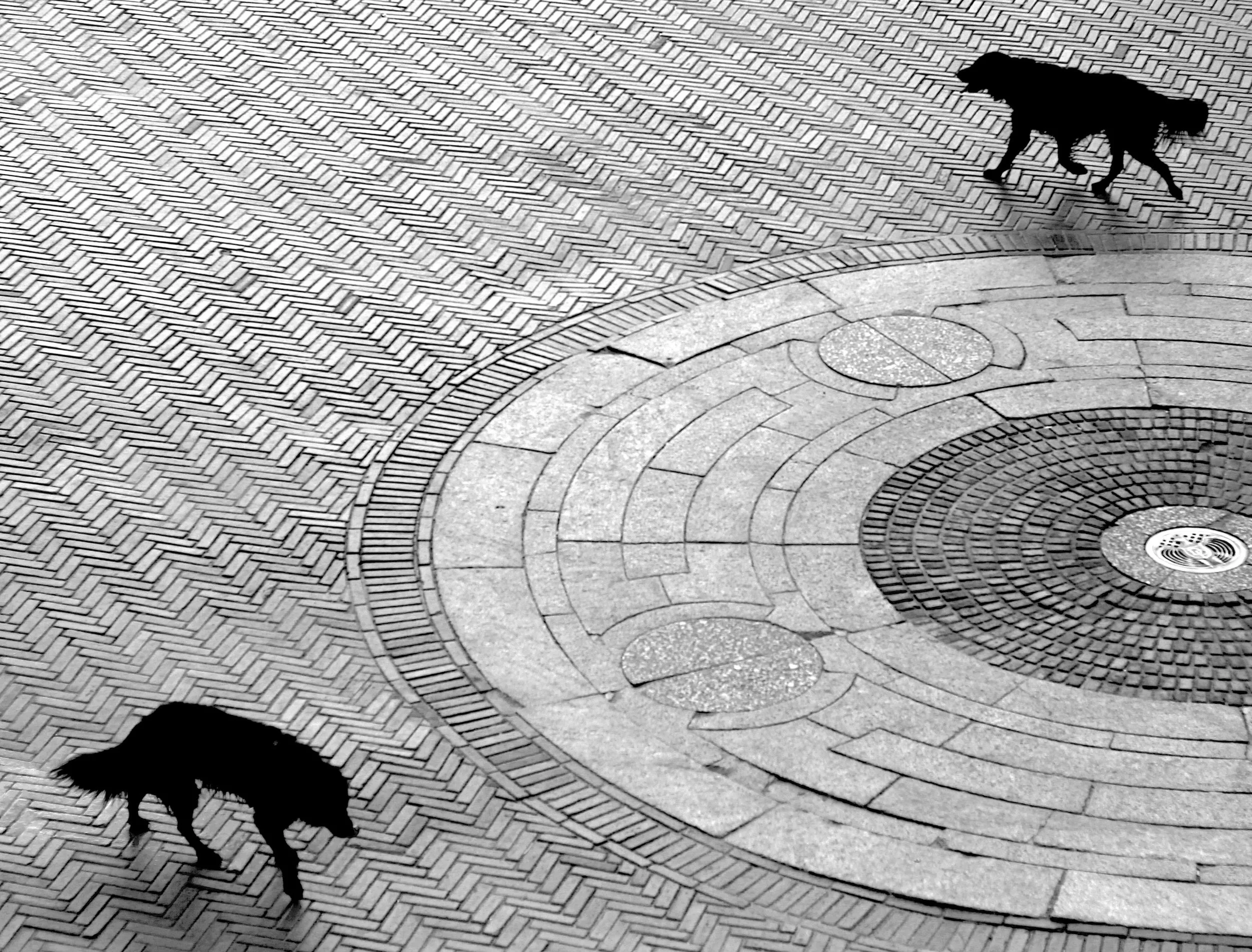   The Processional Dog  