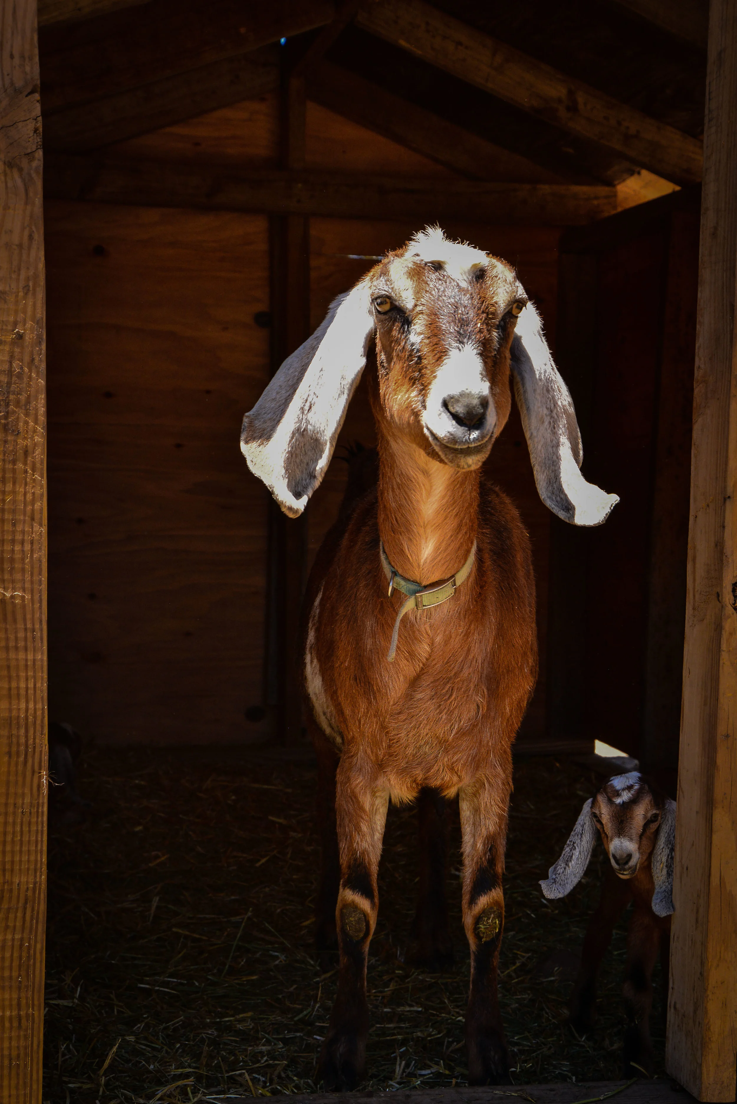 farm pics (1 of 1)-2.jpg