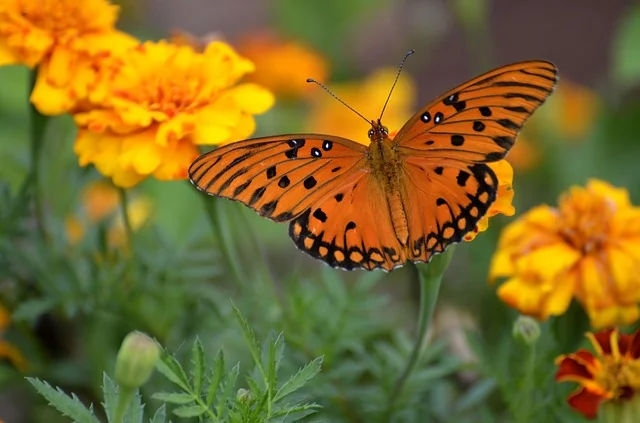 gulf-fritillary-butterfly-1839556_640.jpg