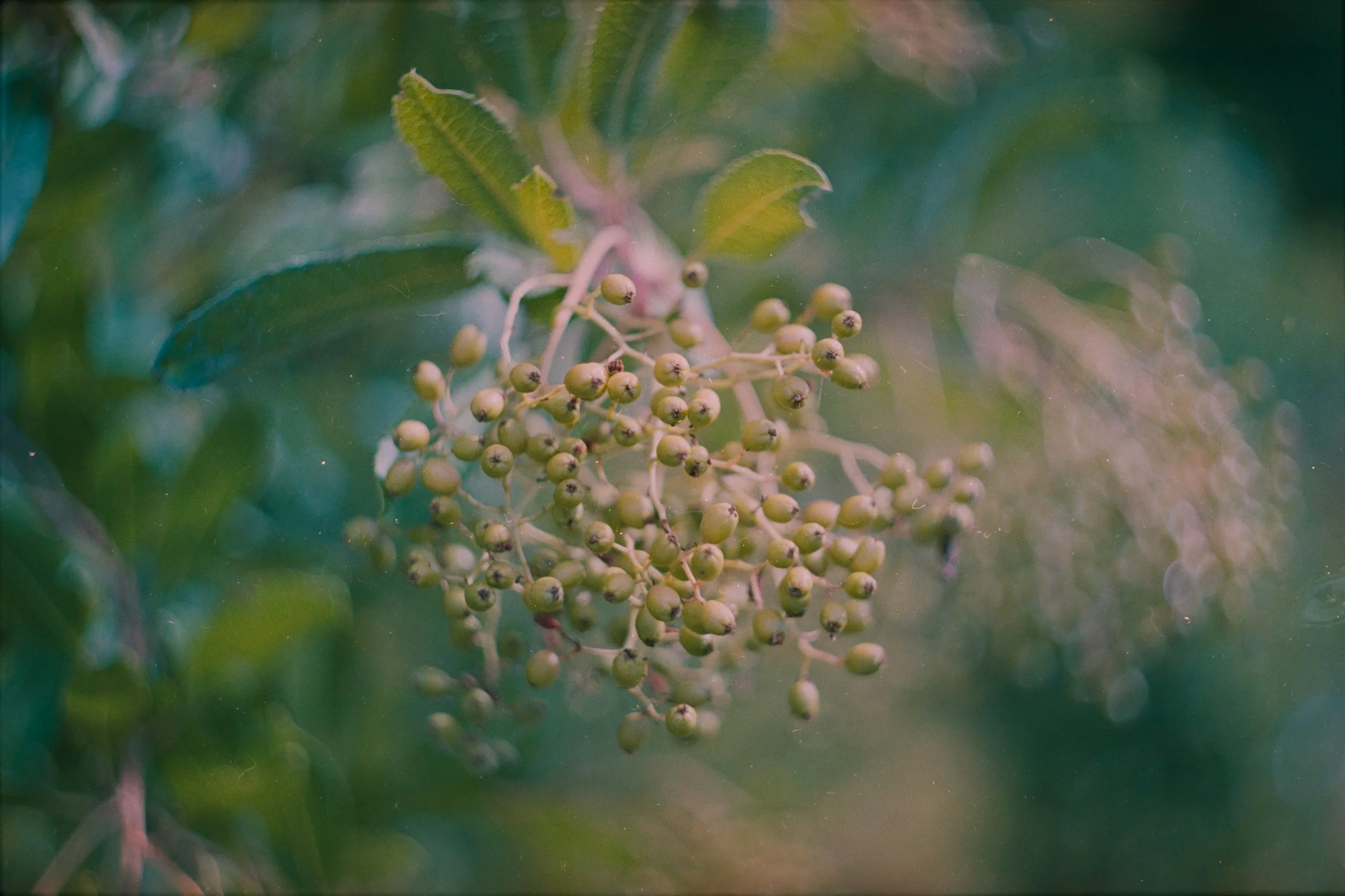 Film-03.JPG