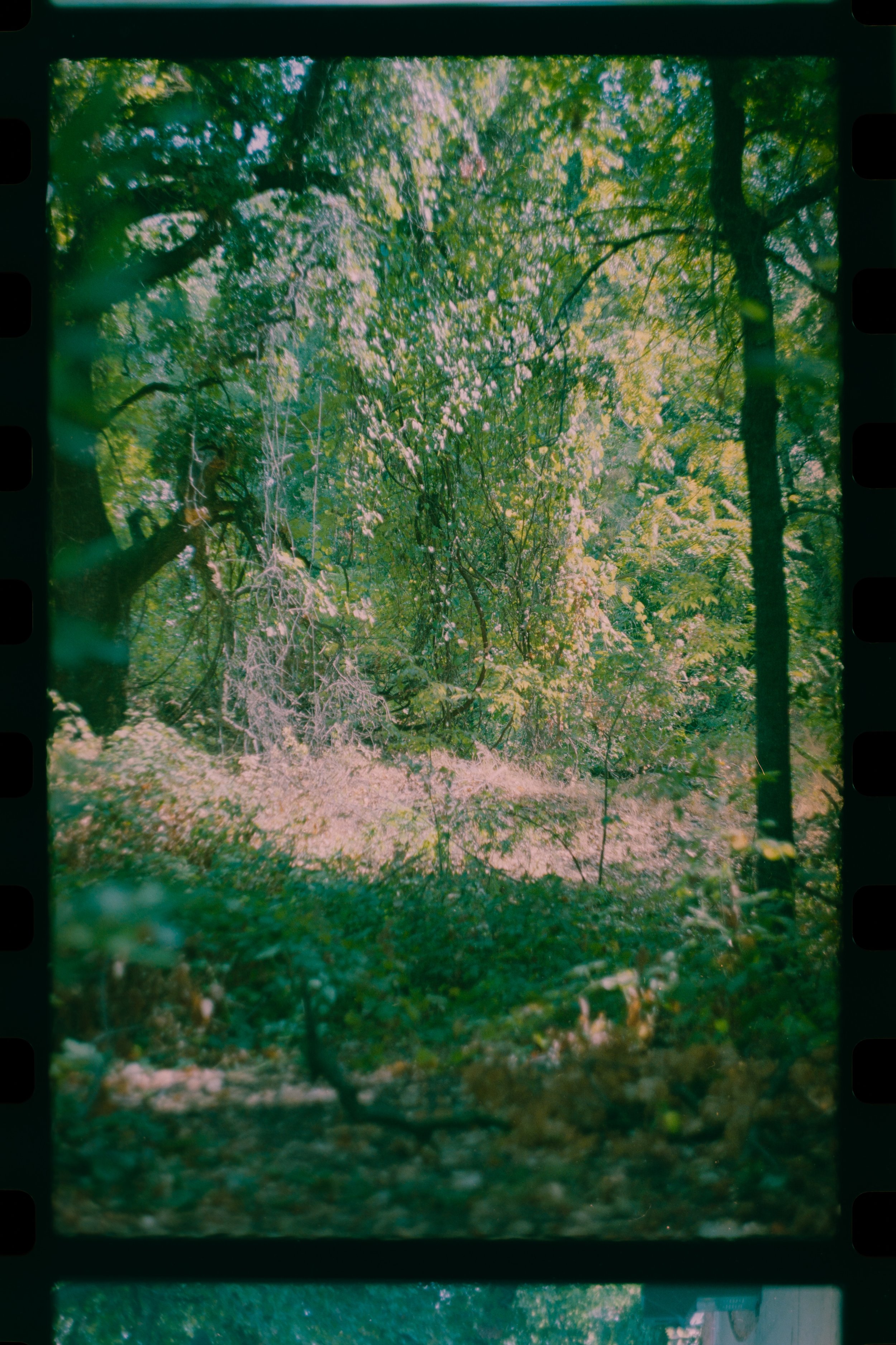 Film-06.JPG