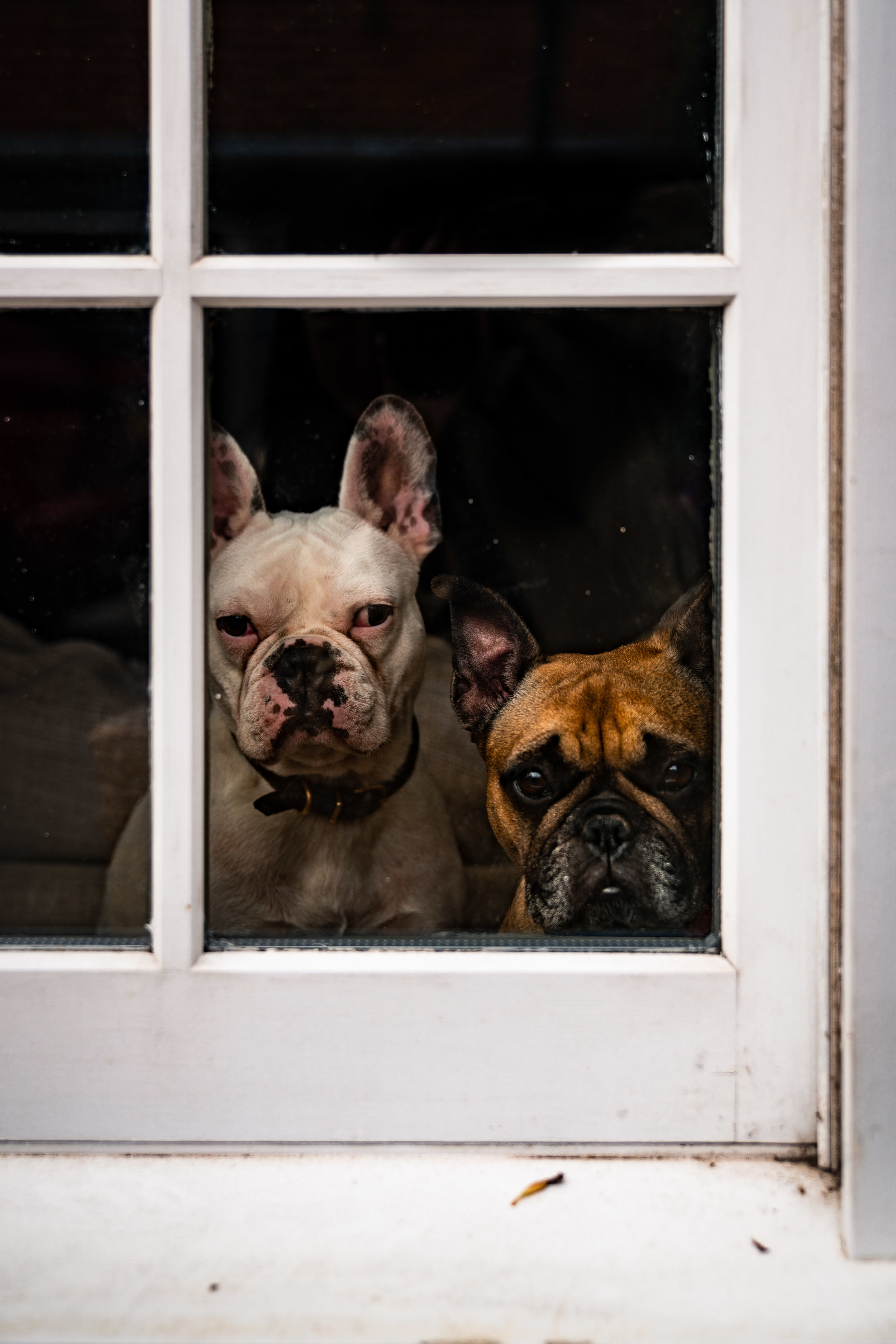 Frenchies, Eton
