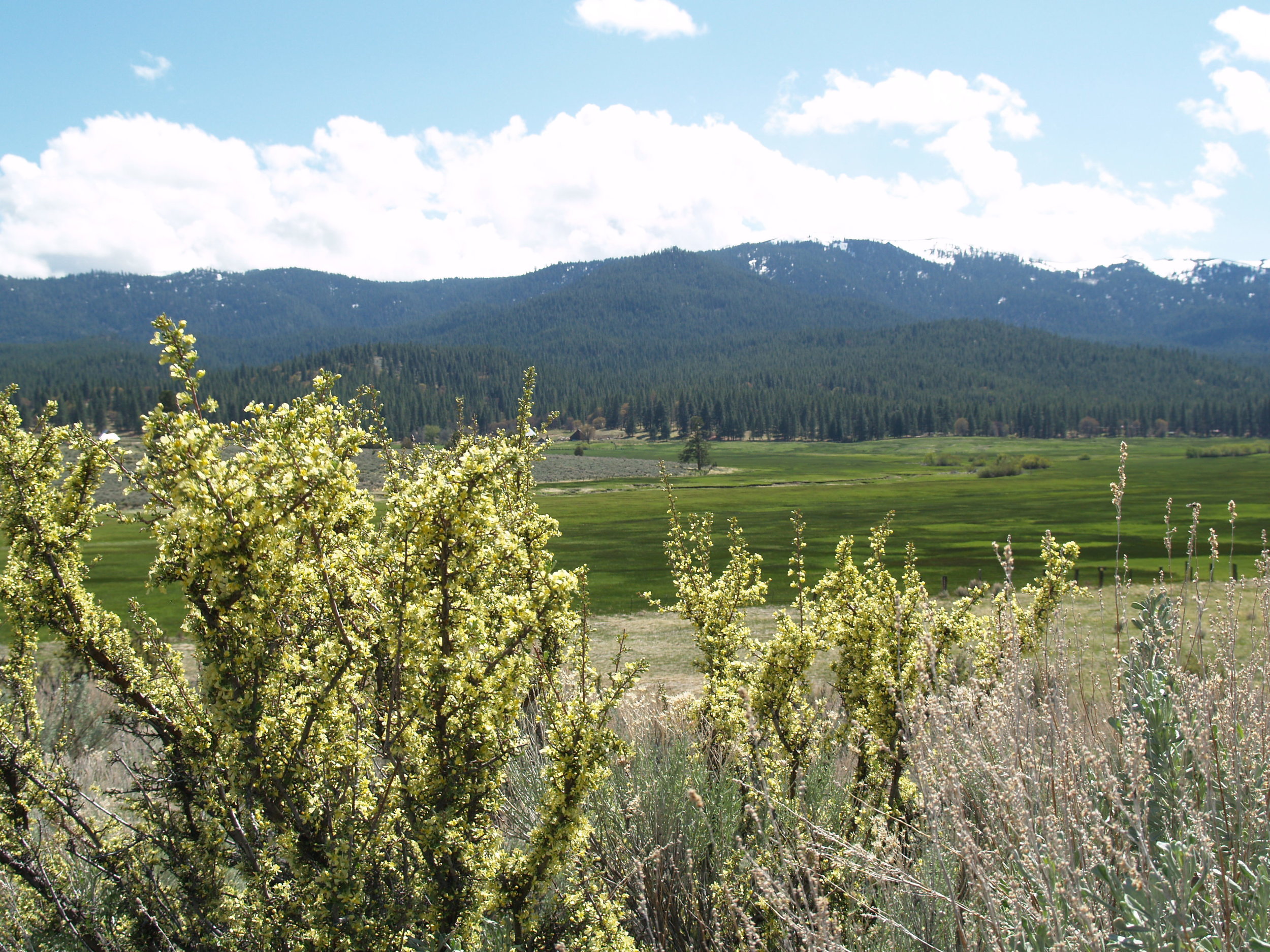 LCCA_Blooming Bitterbrush w view.JPG