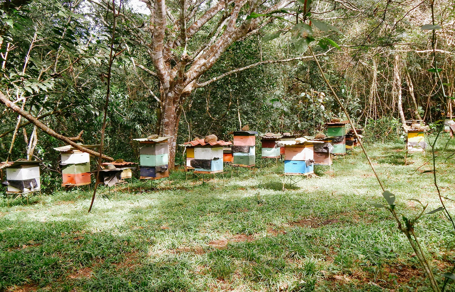 Apiario "Las Lomas" en el año 2010.