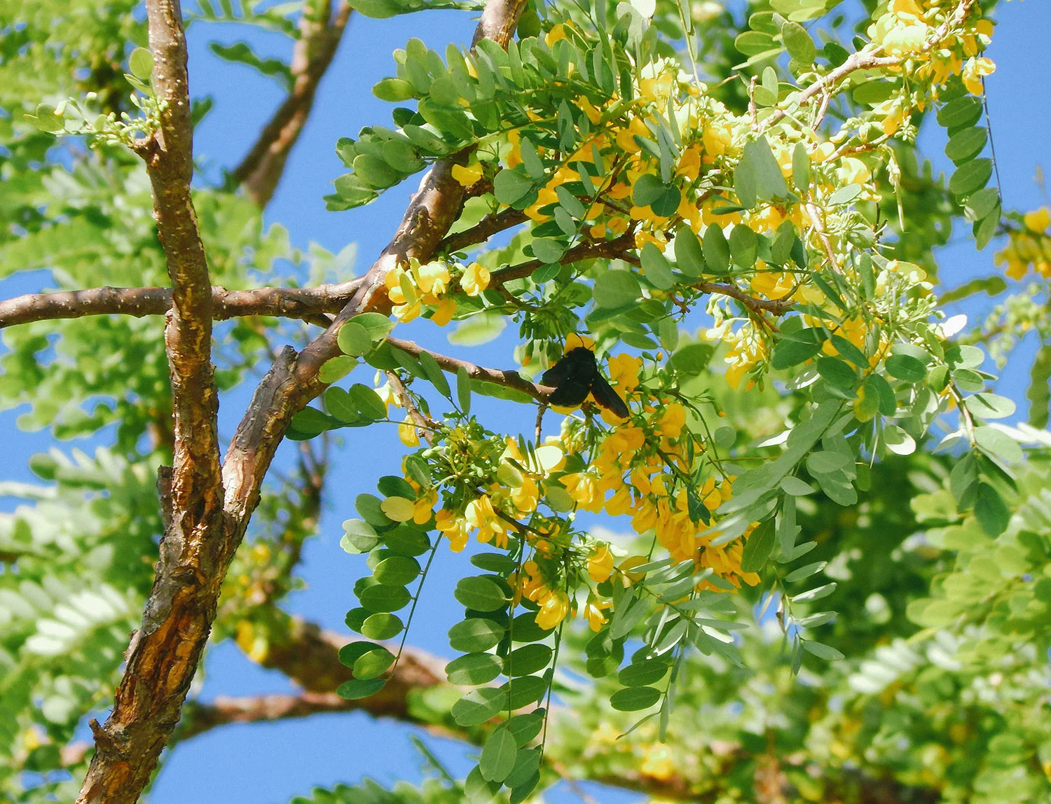Abeja carpintera ( Xylocopa sp. ) pecoreando las flores del árbol de Guachipelín ( Diphysa americana ).