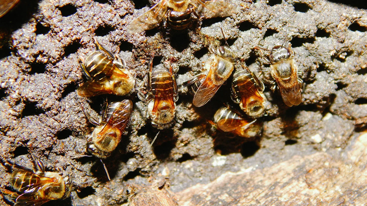 Abejas nativas de Costa Rica llamadas Jicote Barcino (Melipona costaricensis) .