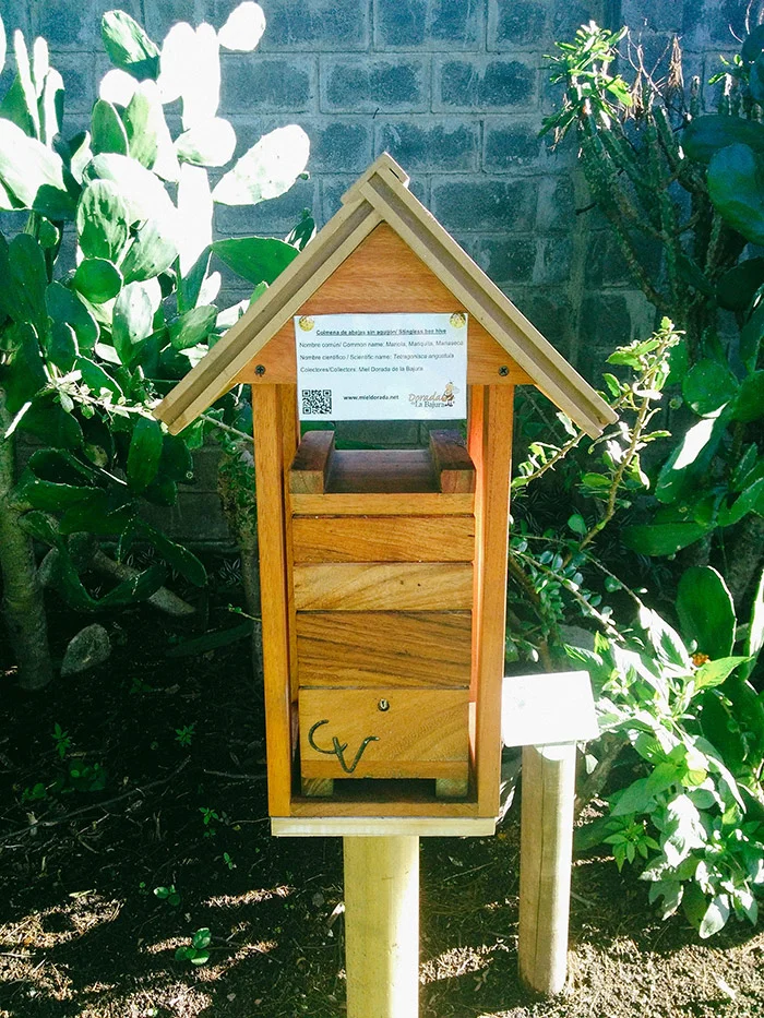 Colmena de Mariola en caja racional ubicada en los jardines de Hotel Bougainvillea.