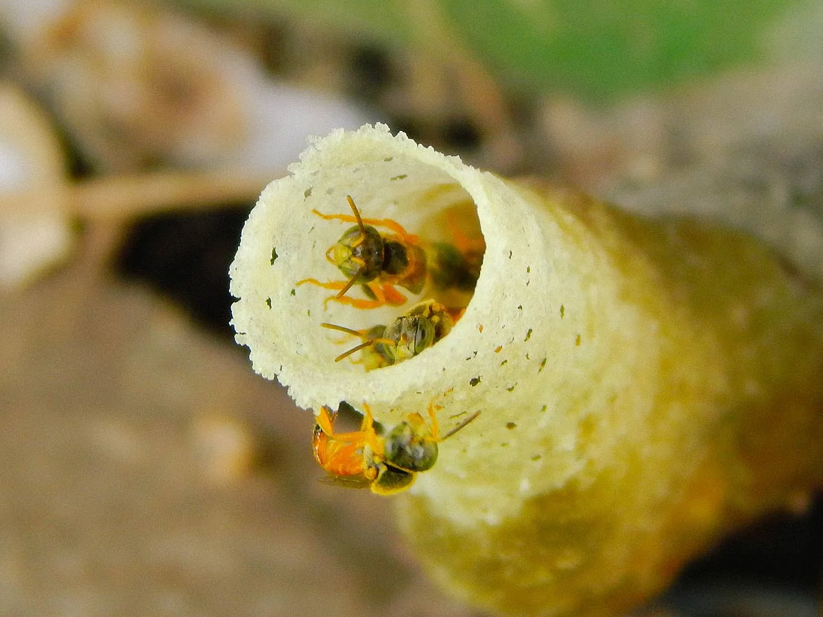 Piquera de colmena de Mariola ( Tetragonisca angustula )