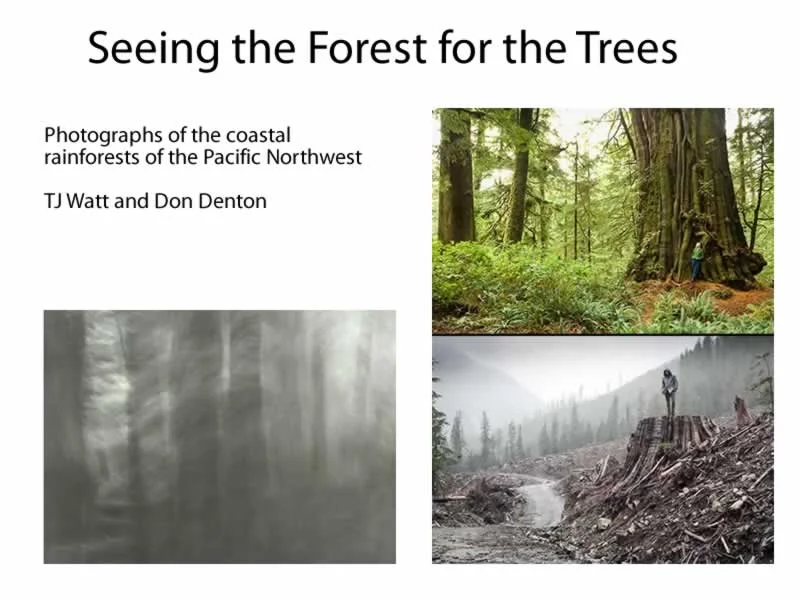 forest-trees.jpg