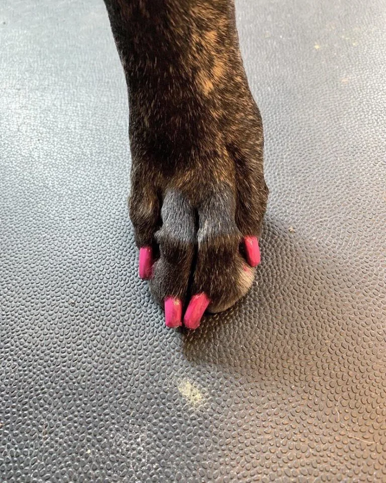 pet supplies nail trim