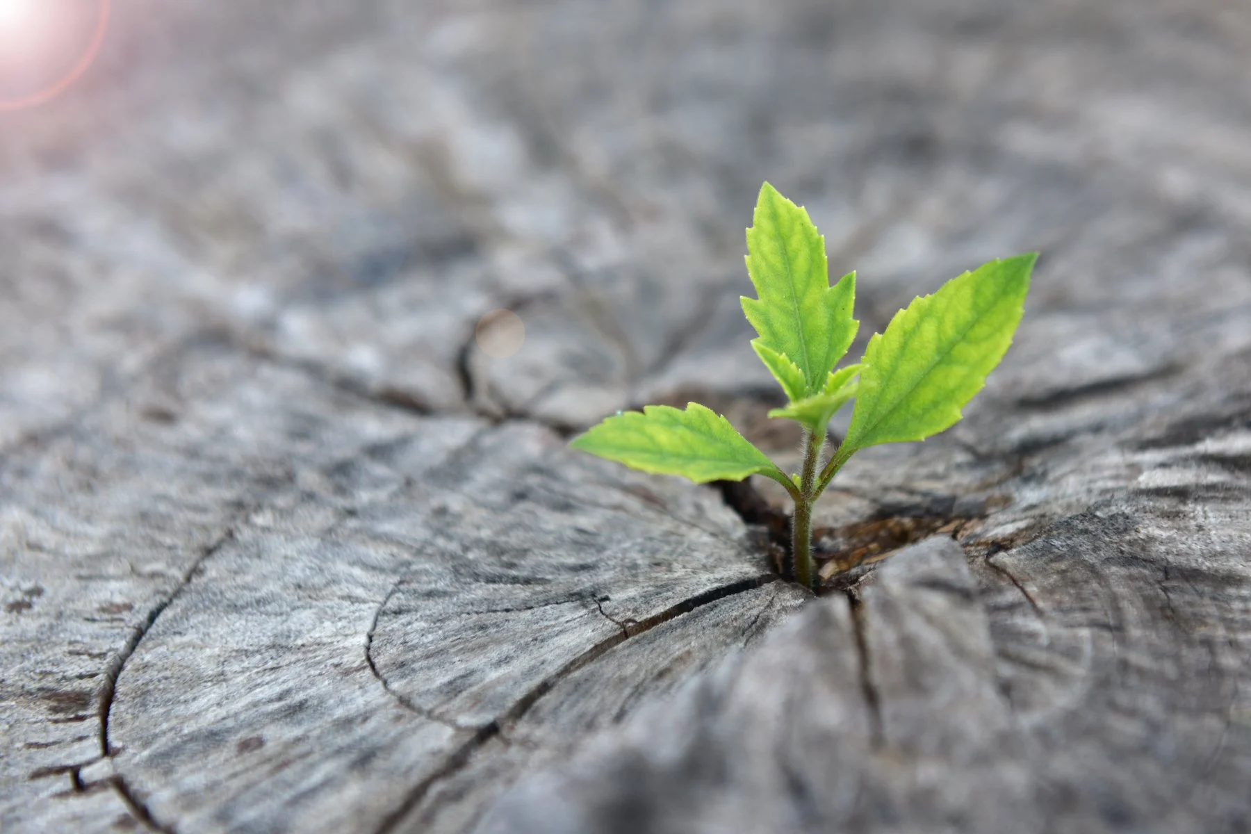 redwood bud compressed.jpeg