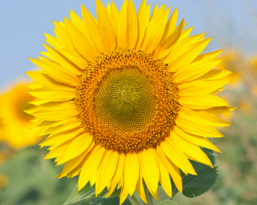 sunflower.png