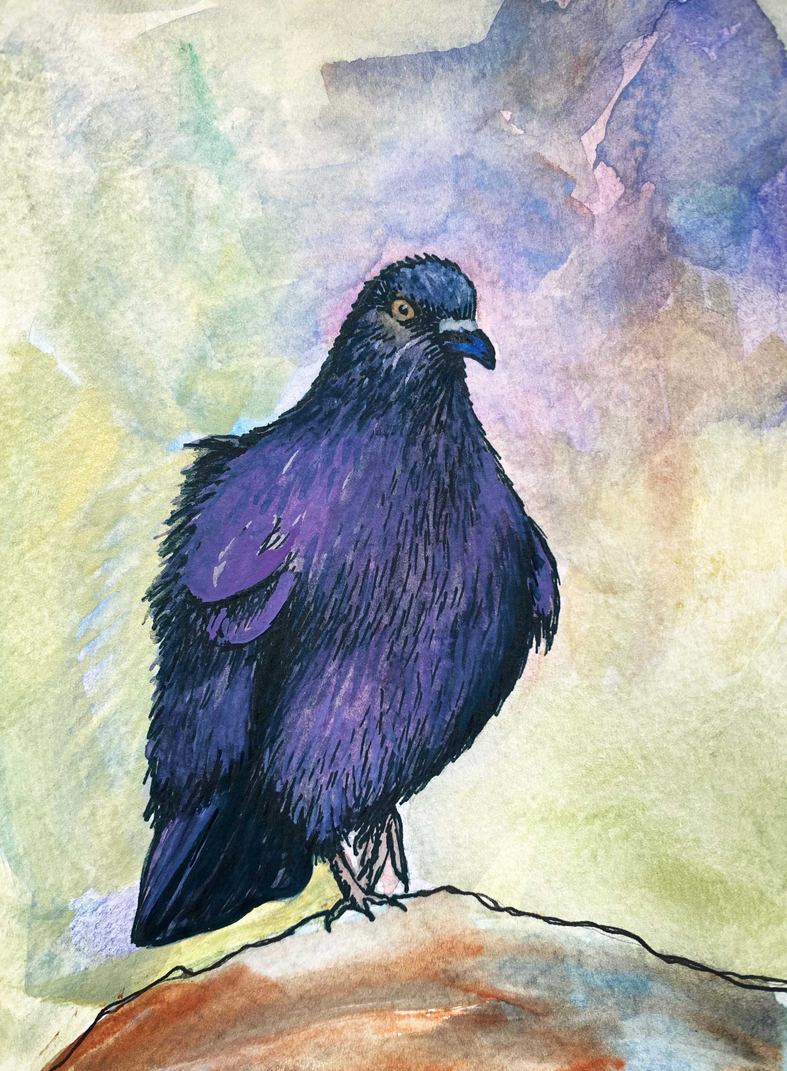 Pigeon Edited.jpg